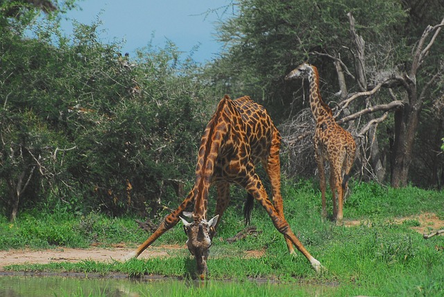  Giraffe in a serene meadow embodies a longing for tranquility.