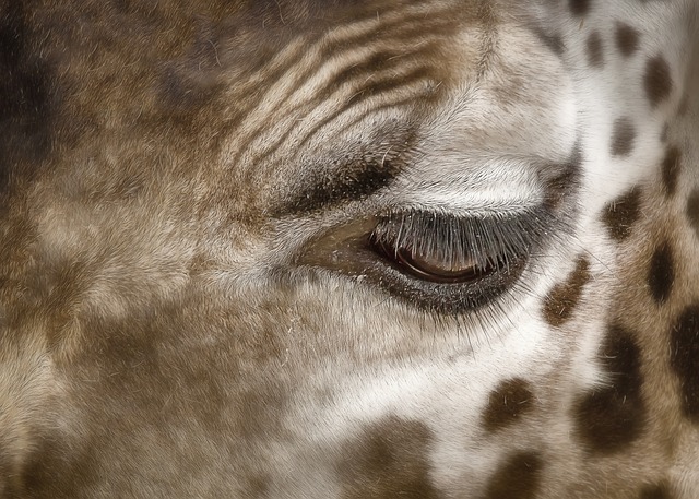 Eyes with a giraffe in a dream signifies heightened perception. 