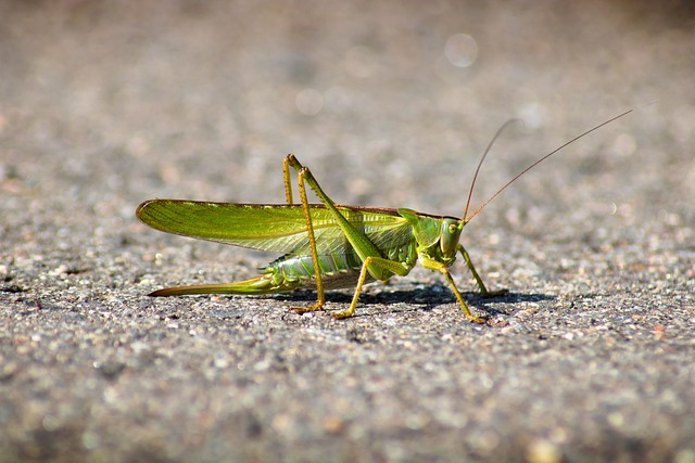 Grasshoppers and a Broken Path