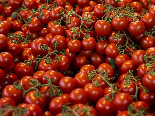 Harvesting Ripe Tomatoes