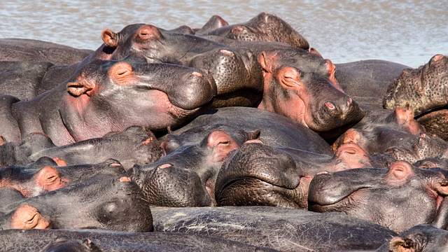  Hippopotamus family could symbolize the importance of family bonds. 