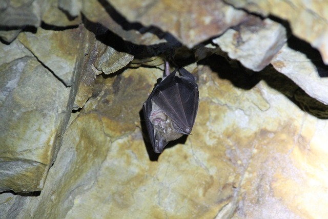 Injured bat may represent vulnerability 