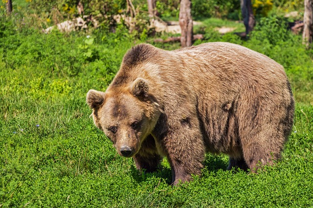  Injuries in a bear attack