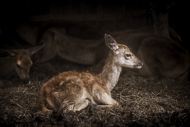  Injured or Sick Deer