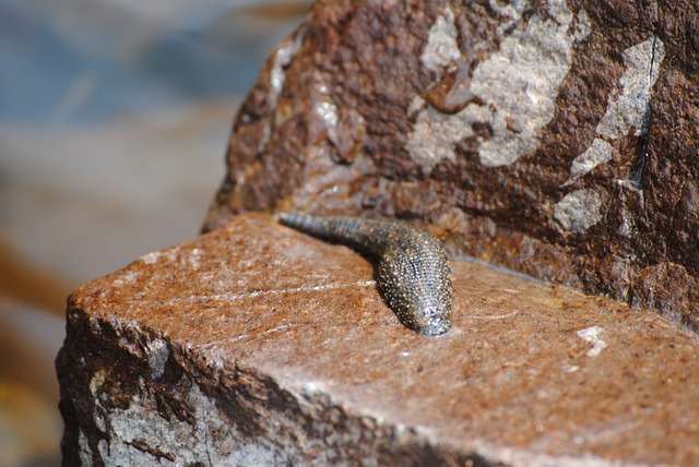 Witnessing leech transformation in a dream 