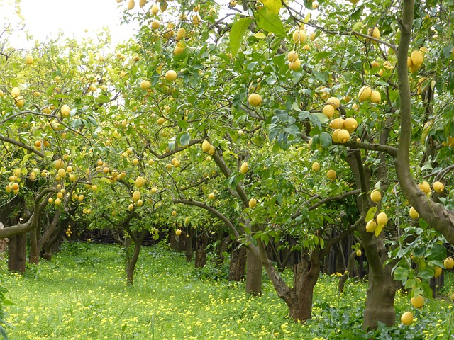 Lemon Grove at Sunset