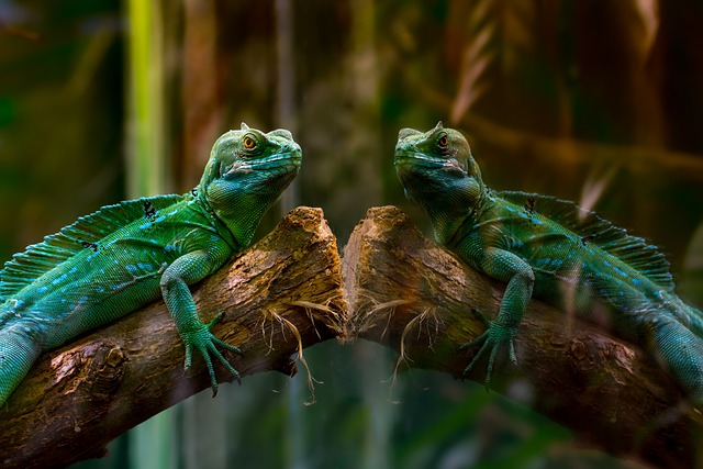 Lizard and a Mirror