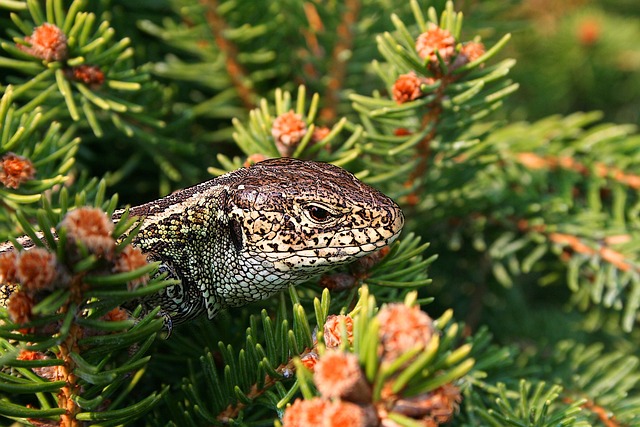 Lizard in a Garden of Flowers