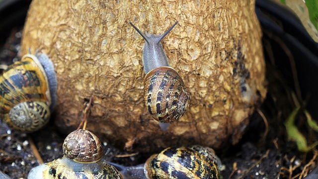 Many Slugs in a Garden