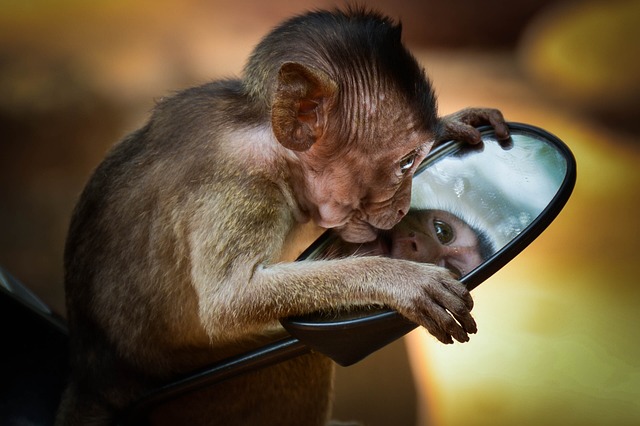  Monkeys Attacking a Mirror