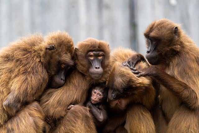 Monkeys in a Family Setting