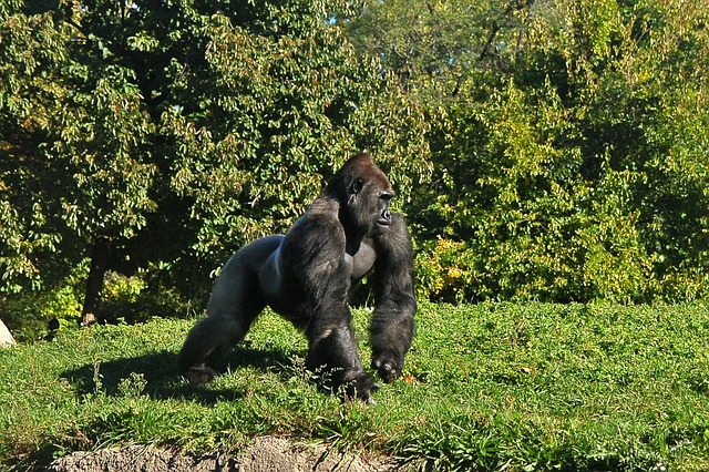 Observing gorillas in the wild signifies a desire for adventure 