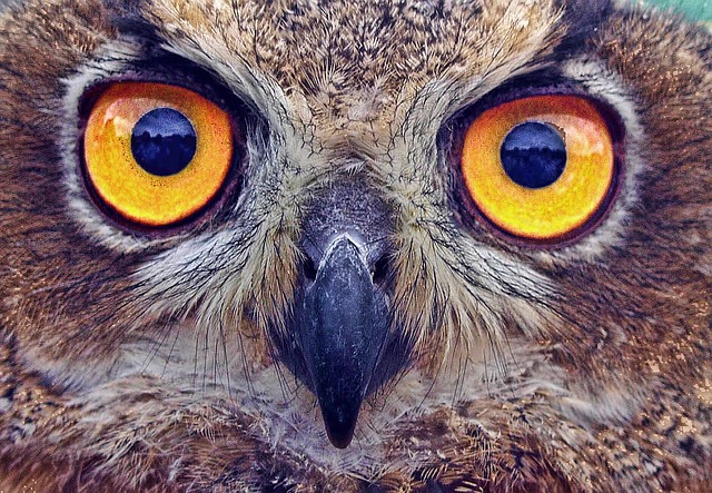  Owls with Piercing Eyes