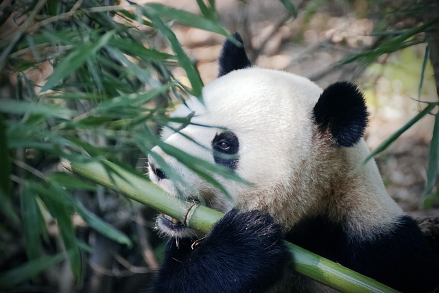  Panda in a Bamboo Grove