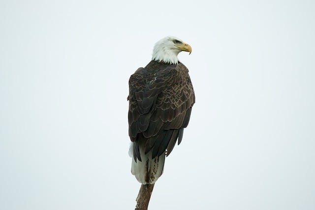 Perched Bald Eagle