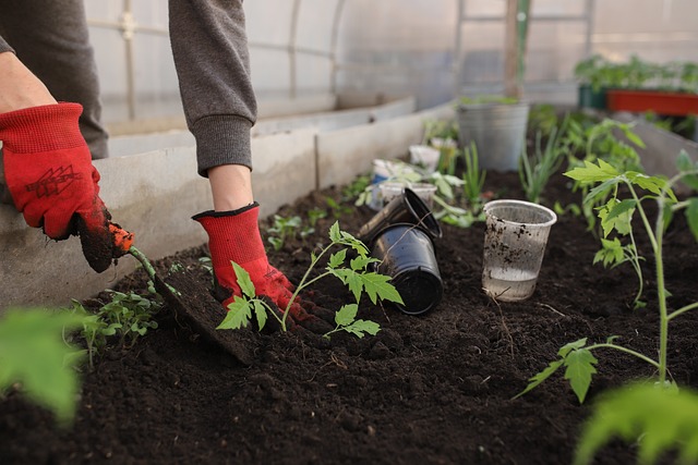 Planting tomato seeds 