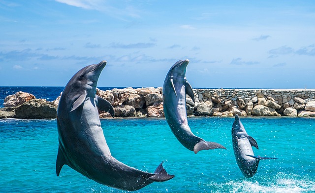 Playful dolphin pods conveys a sense of community and shared joy.