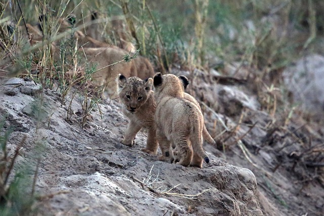  Playing With Lion Cubs