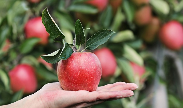 Plucking a Ripe Apple