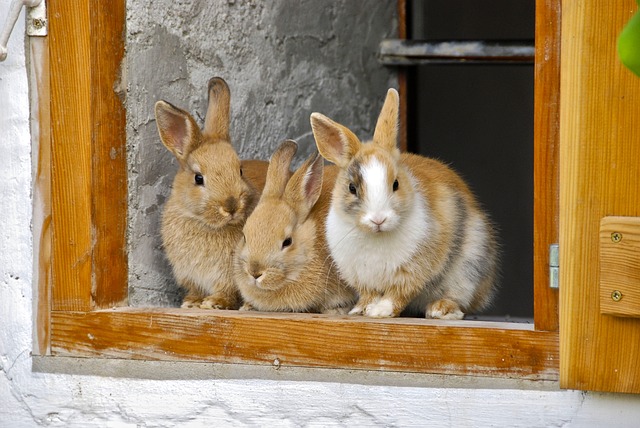 Rabbit Family