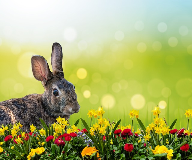  Rabbit in a Garden