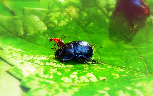 Red Ants Carrying a Heavy Load