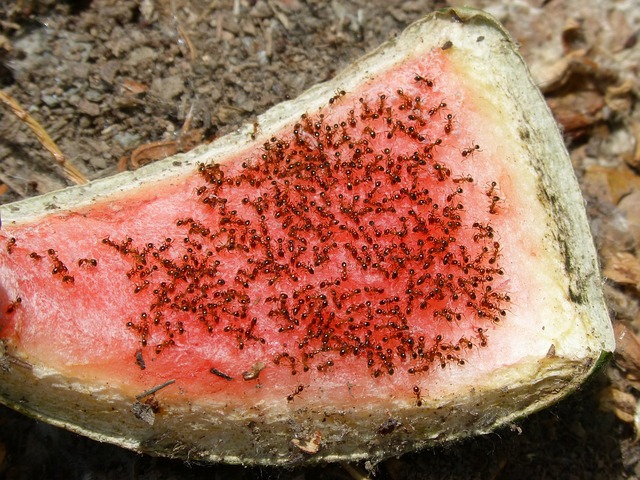 Red Ants Dispersing