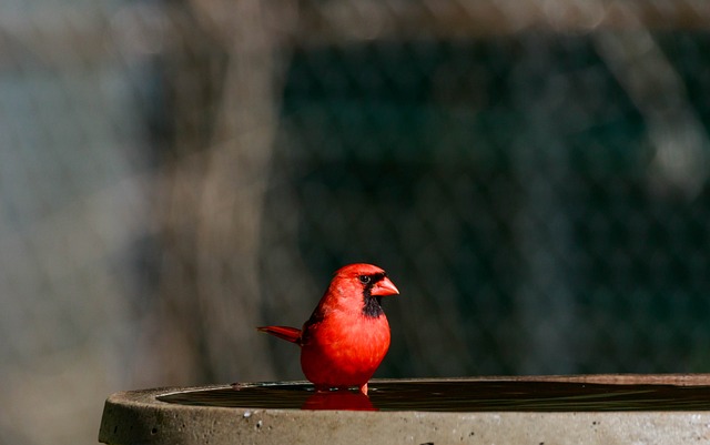 Red birds building a nest near your window