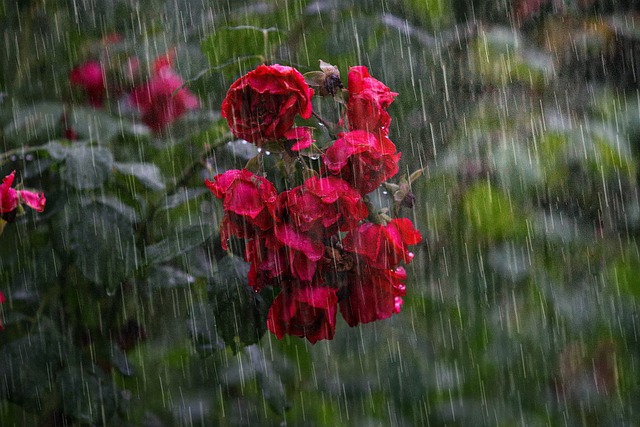 Red roses amidst raindrops signify