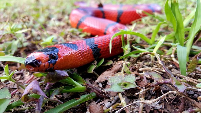 Red Snake in a Meadow