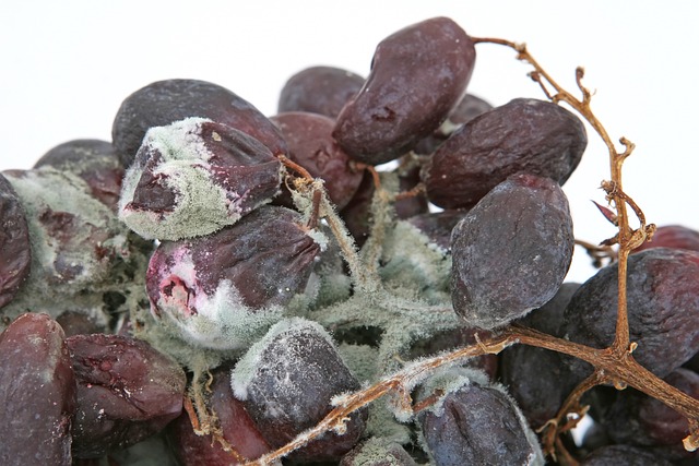 Rotten grapes may indicate missed opportunities 