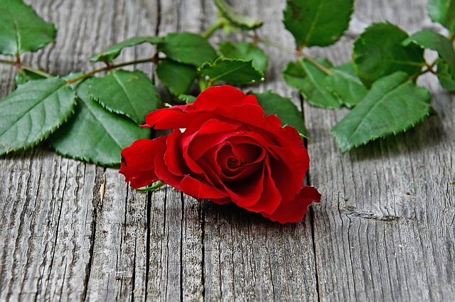 A solitary red rose in a dream speaks volumes about simplicity and purity.