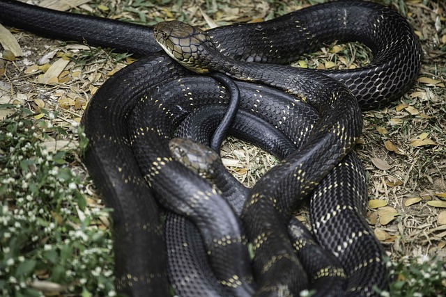 Snake Swarm in Nature