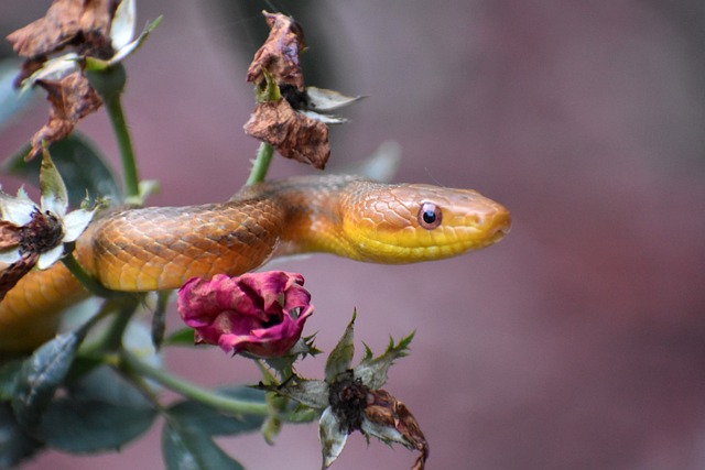 Snakes in a Blooming Garden