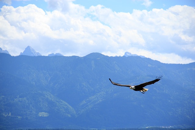 Soaring Bald Eagle