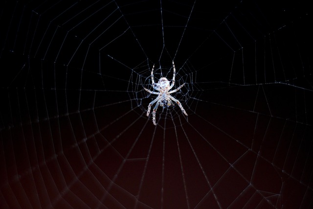 Spider Weaving a Web