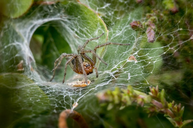 Spider diligently weaving a web in your dream