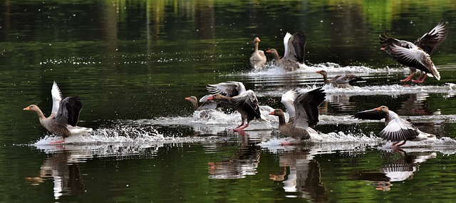 Geese swimming on water represent adaptability. 