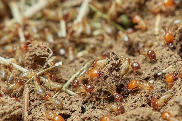 Termites Infesting Your Home