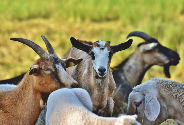 Gathering of ancestral goats 