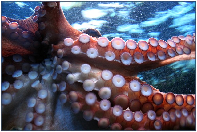 Octopus changing colors mirrors the adaptability of your emotions. 