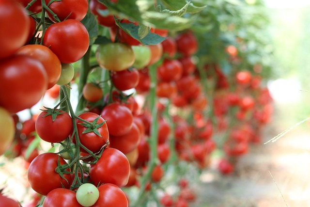 Tomato Garden