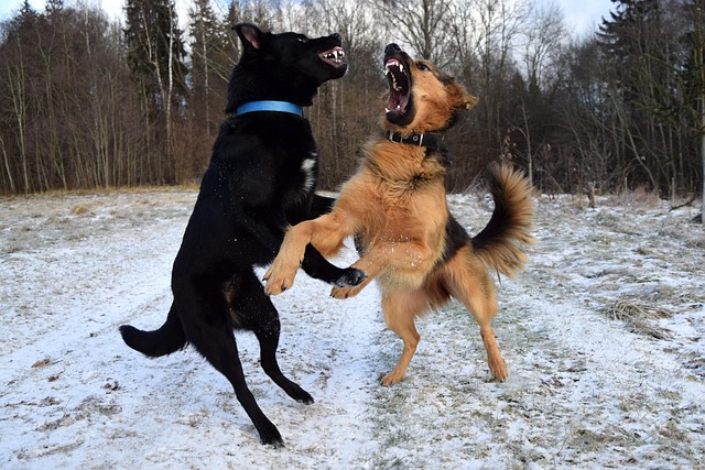 Two Dogs Struggling for Dominance