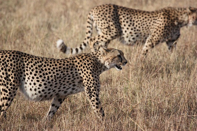 Walking With Cheetahs