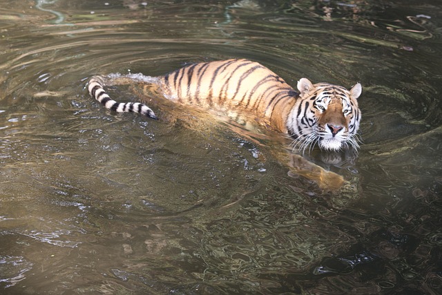 Watching Tigers Swimming