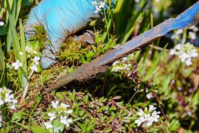 Weeding amidst blooming flowers