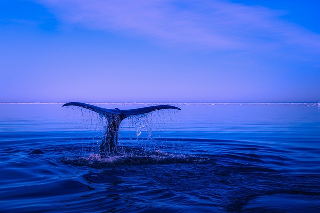 Whale Tail Breaking the Surface