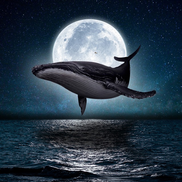 Whale in the Night Sky