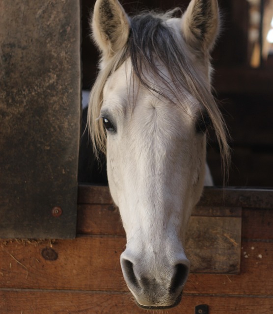 White Horse in a Stable