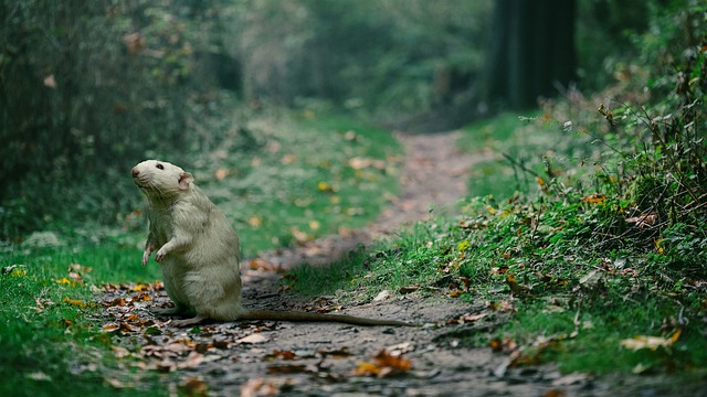 White Mouse in a Garden of Flowers